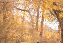 [YITUYU艺图语]2022.08.16 我与远方只隔山几重 小猫里奈[24+1P／251MB]-美图岛