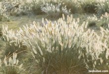 [YITUYU艺图语]2023.03.14 秋风起 芝芝琪[25+1P／298MB]-美图岛